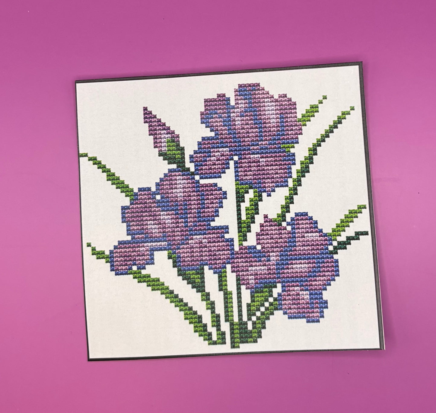 Iris