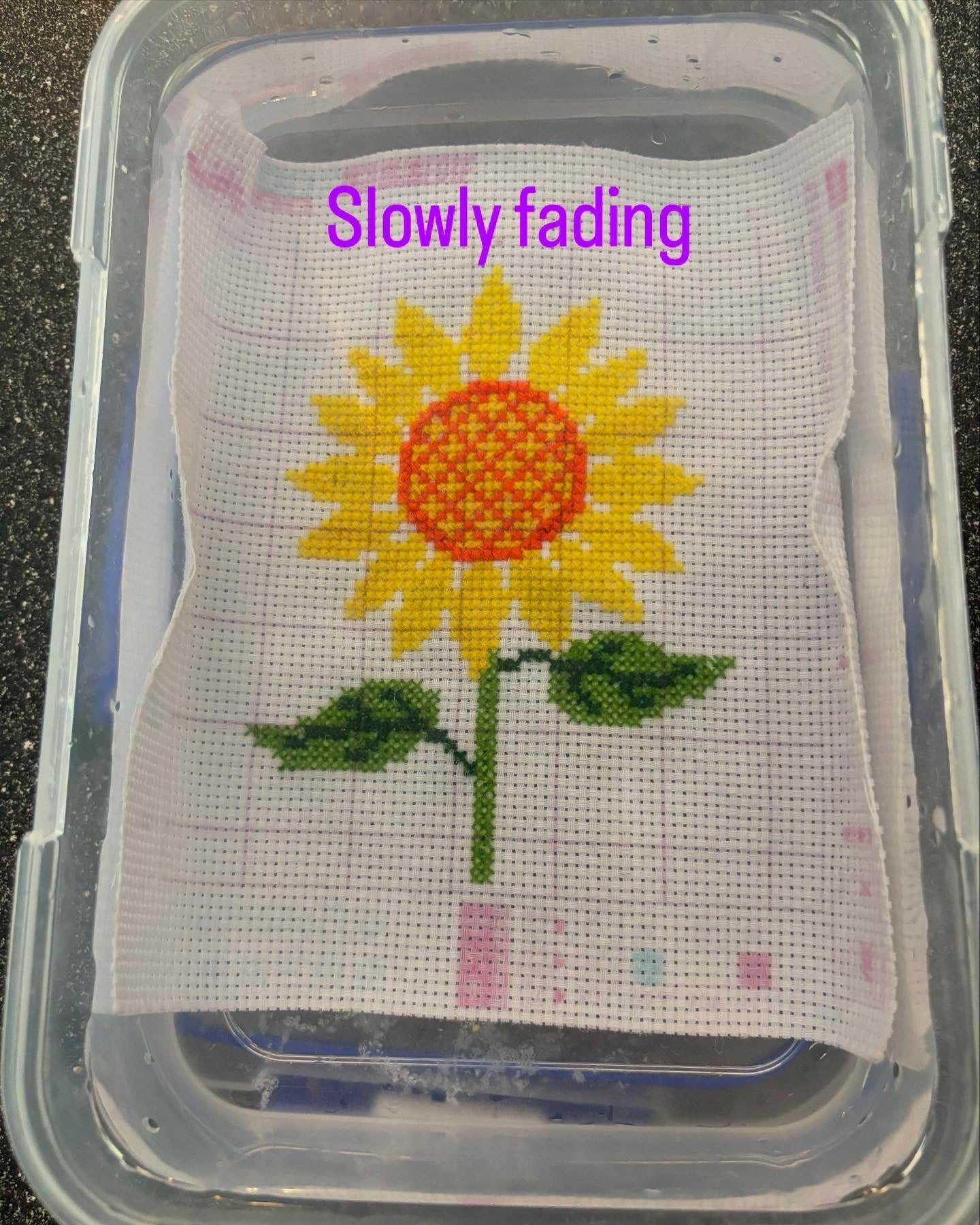 Sunflower - Threading Carefully